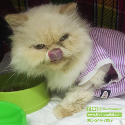 น้องกรุ๊งกริ๊ง แมวน้อยมีลมในช่องอก